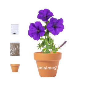 Terrakotta Blumentopf mit Samen