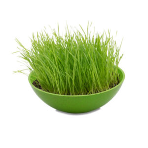 Schauckelschale mit Wunschsamen grün