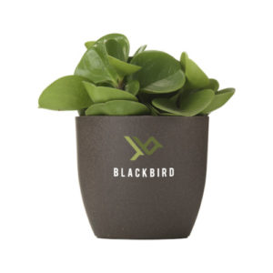 Blumentopf Flowerpot Kaffee