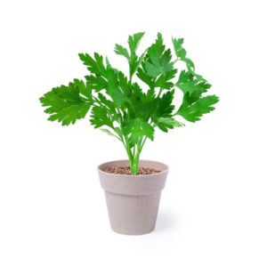 Blumentopf Set Nertel Minze oder Petersilie